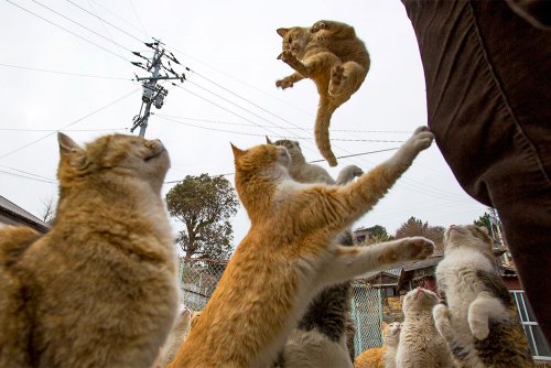 Как кошки попали в Японию